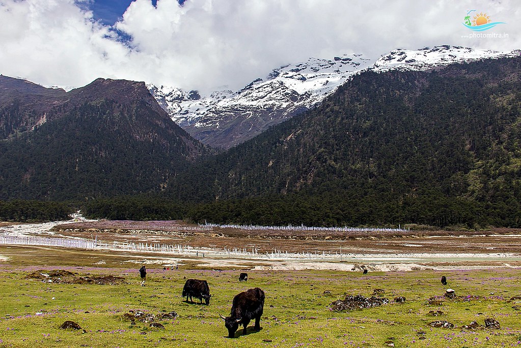 yumthang valley